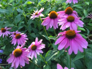 Afternoon sun on deep pink coneflowers.